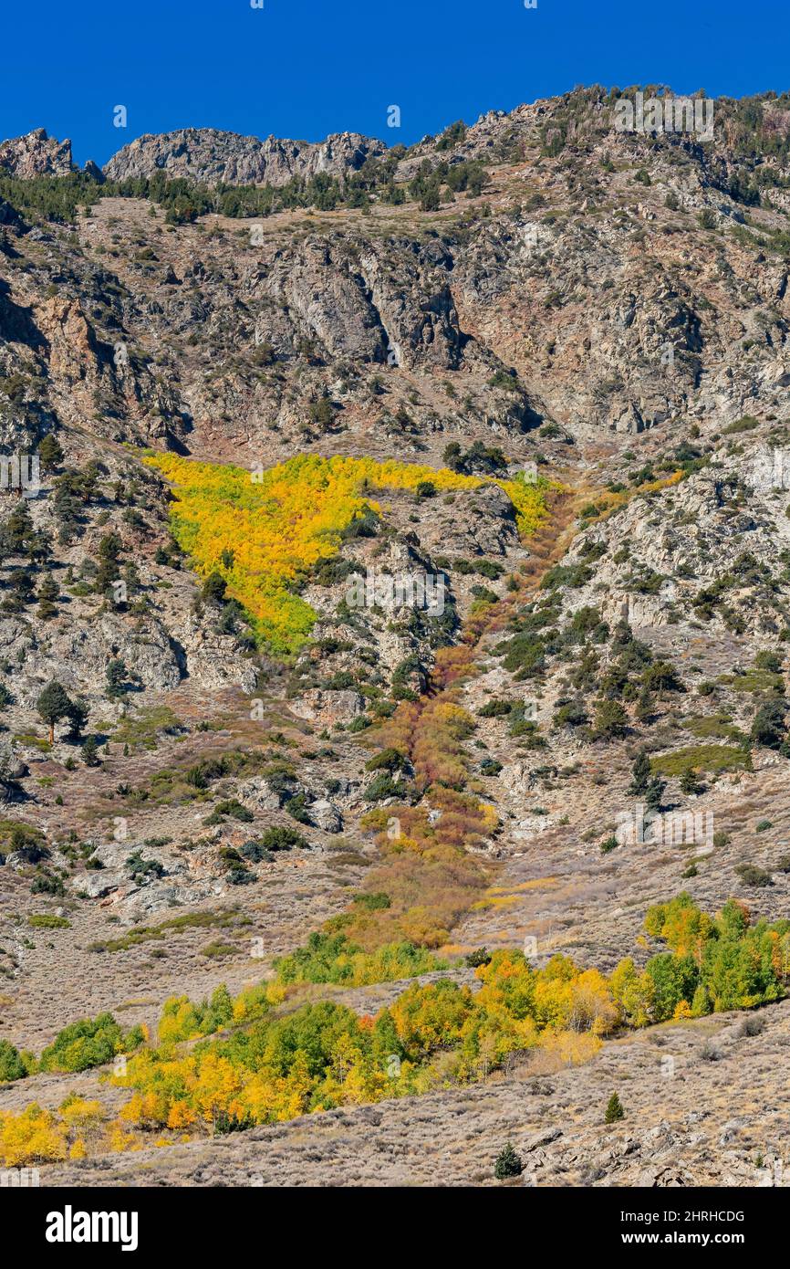 Sunny view of the fall color in June Lake Loop at California Stock ...