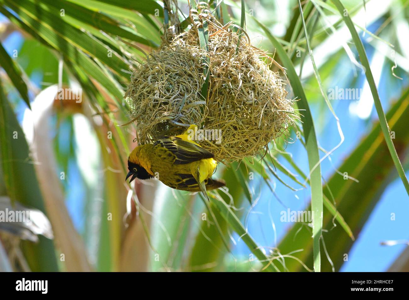 Garden weaver male (Ploceus cucullatus) at the entrance to its nest. The nest is made of dry grass, hanging in the shade of leaves on a palm tree, Bot Stock Photo