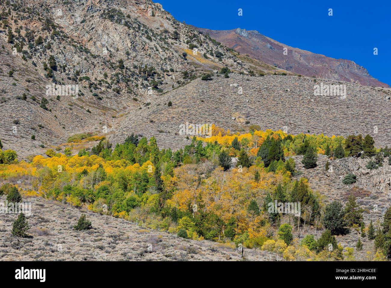 Sunny view of the fall color in June Lake Loop at California Stock