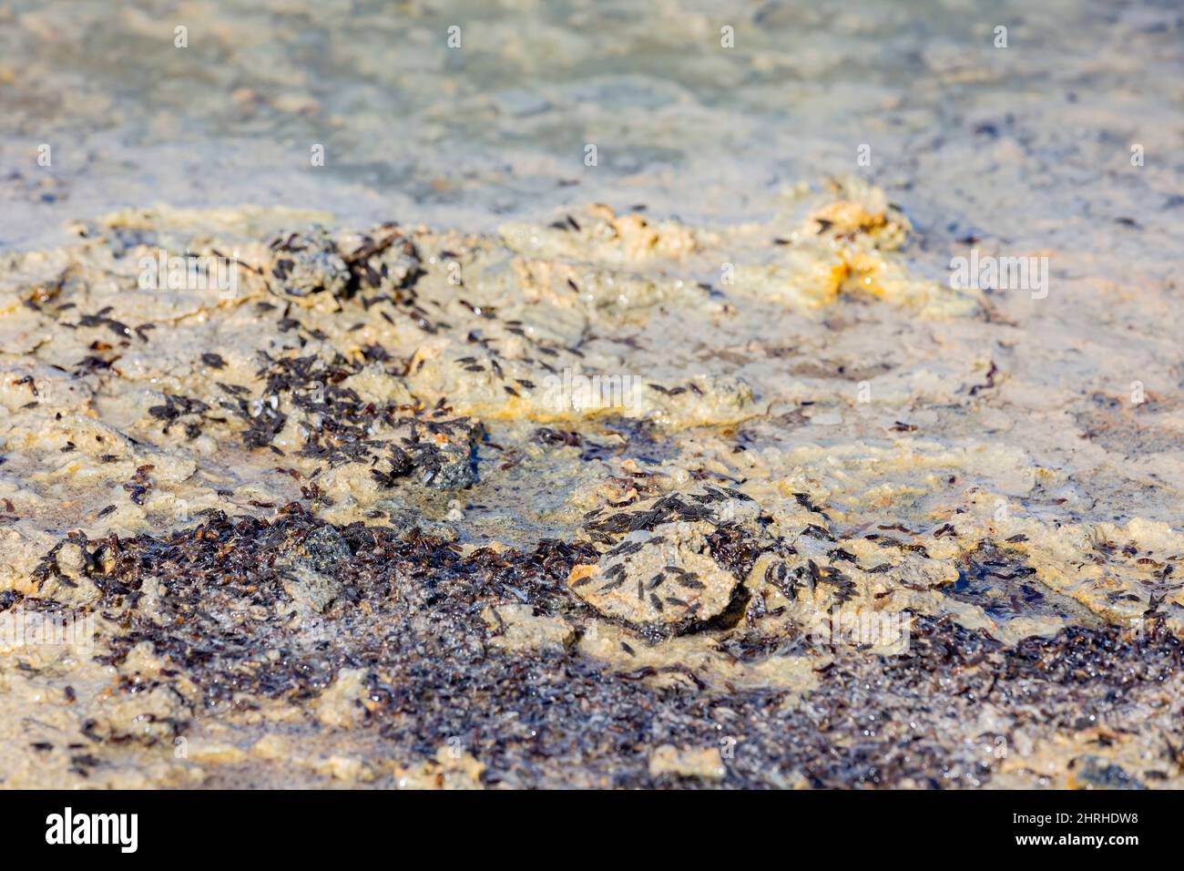 Close up shot of the Alkali Flies in Mono Lake at California Stock Photo