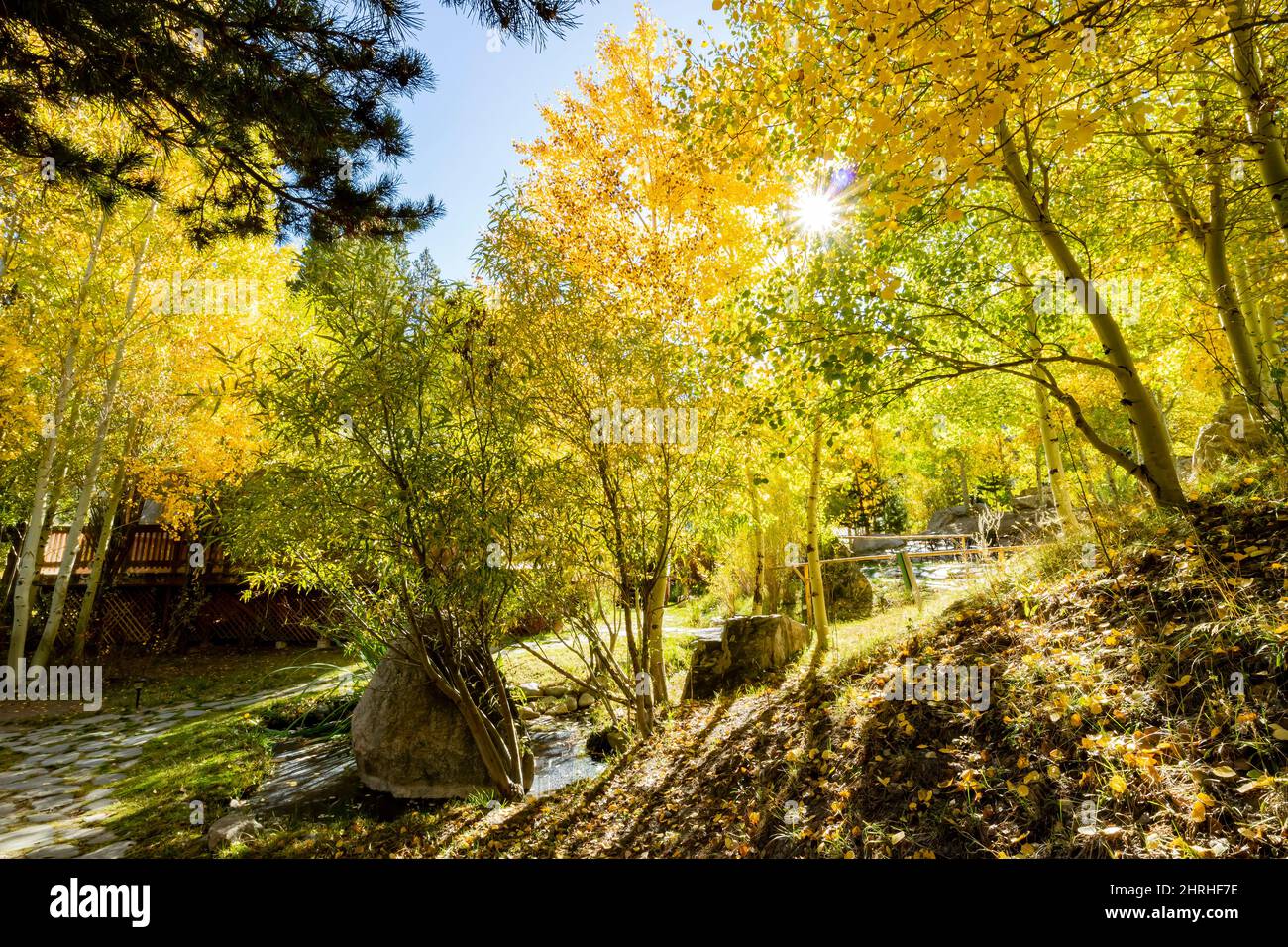 Sunny view of the fall color in June Lake Loop at California Stock ...