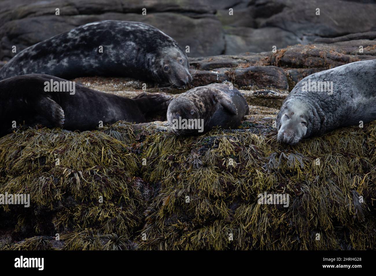 Closeup of the seals resting on the rocks. Stock Photo