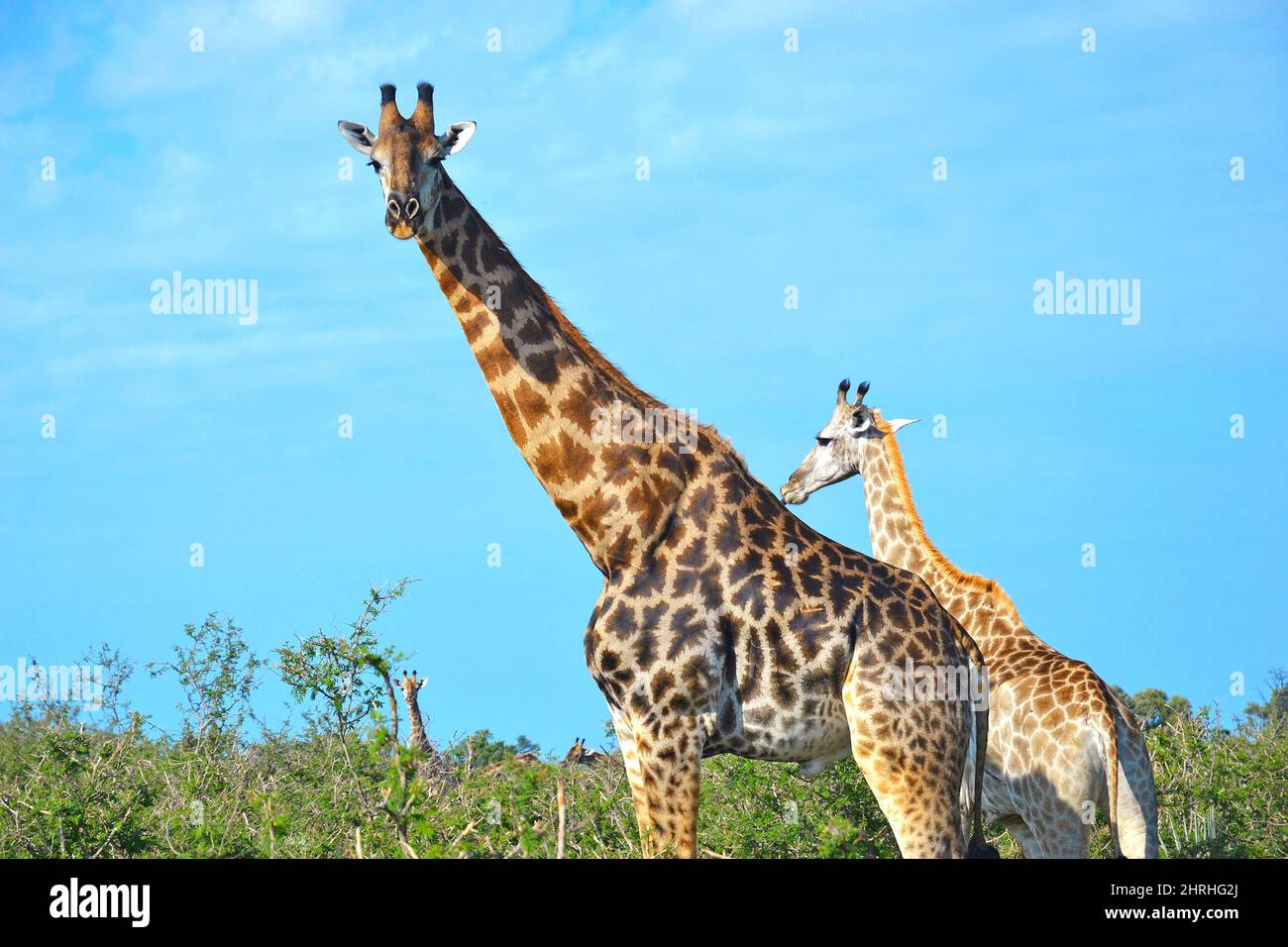 Adult giraffe with cub in Moremi Game Reserve, Okavango Delta, Botswana, Africa. Stock Photo