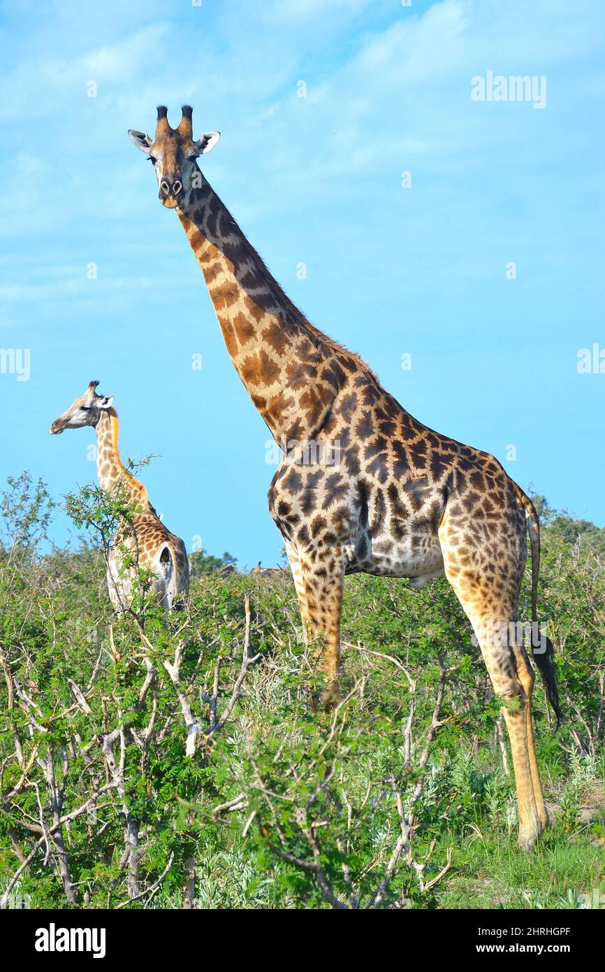 Adult giraffe with cub in Moremi Game Reserve, Okavango Delta, Botswana, Africa. Stock Photo