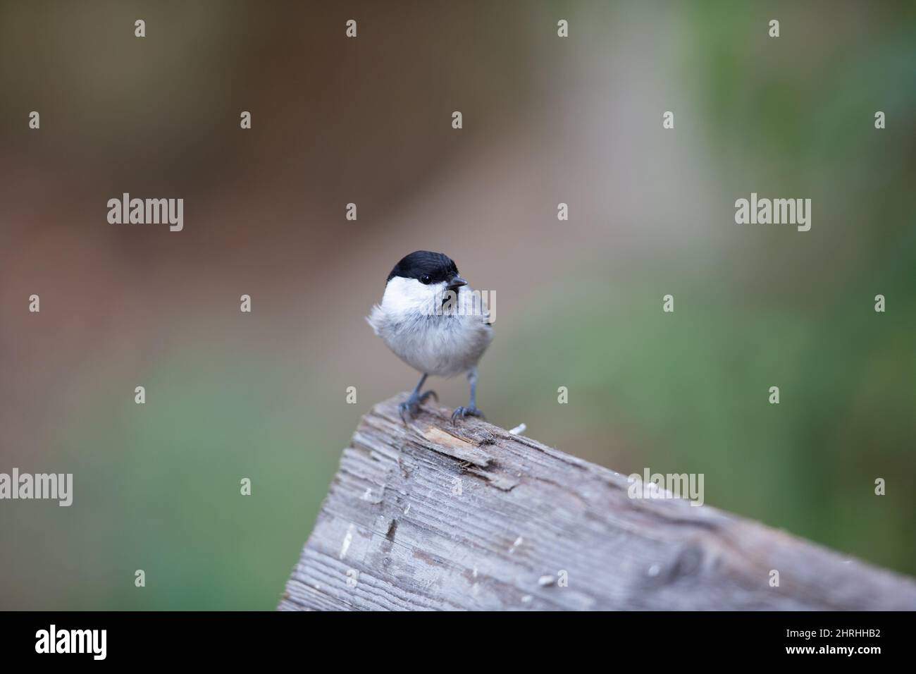 Closeup of a small tit on wood on a blurred background Stock Photo - Alamy
