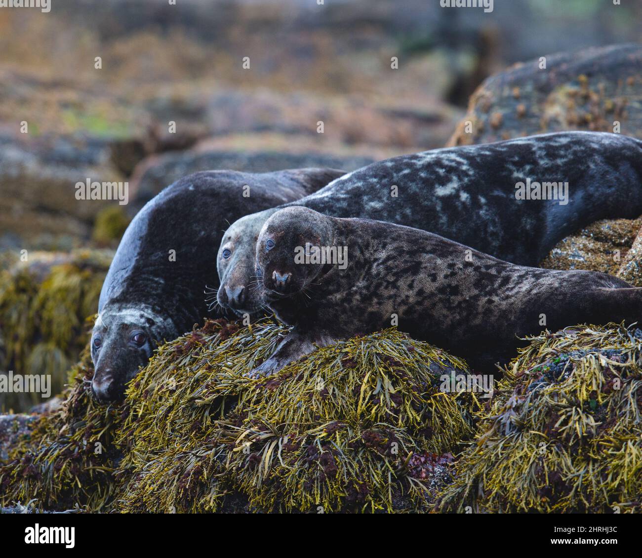 Closeup of the seals resting on the rocks. Stock Photo