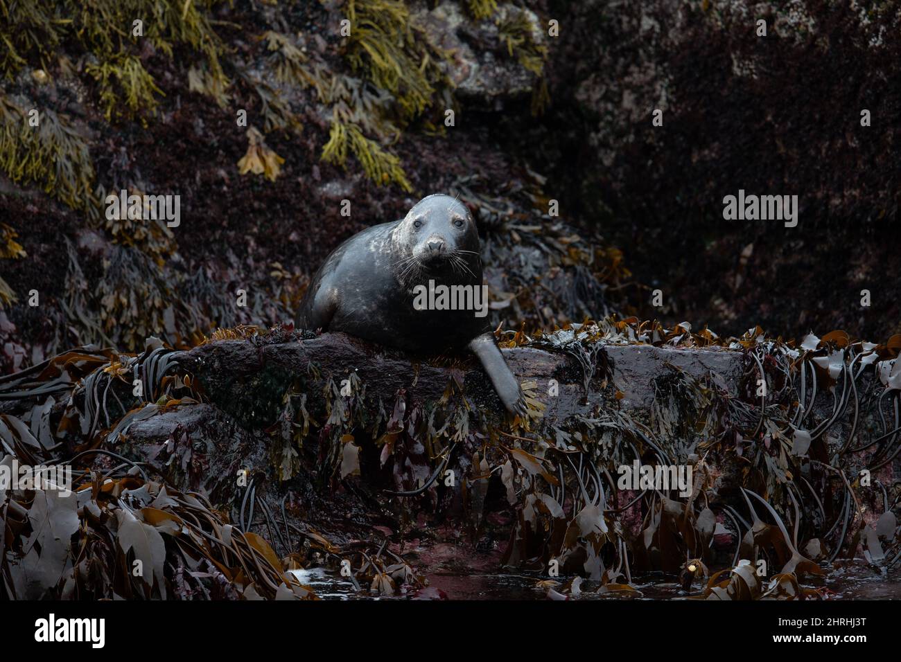 Closeup of the seal resting on the rocks. Stock Photo