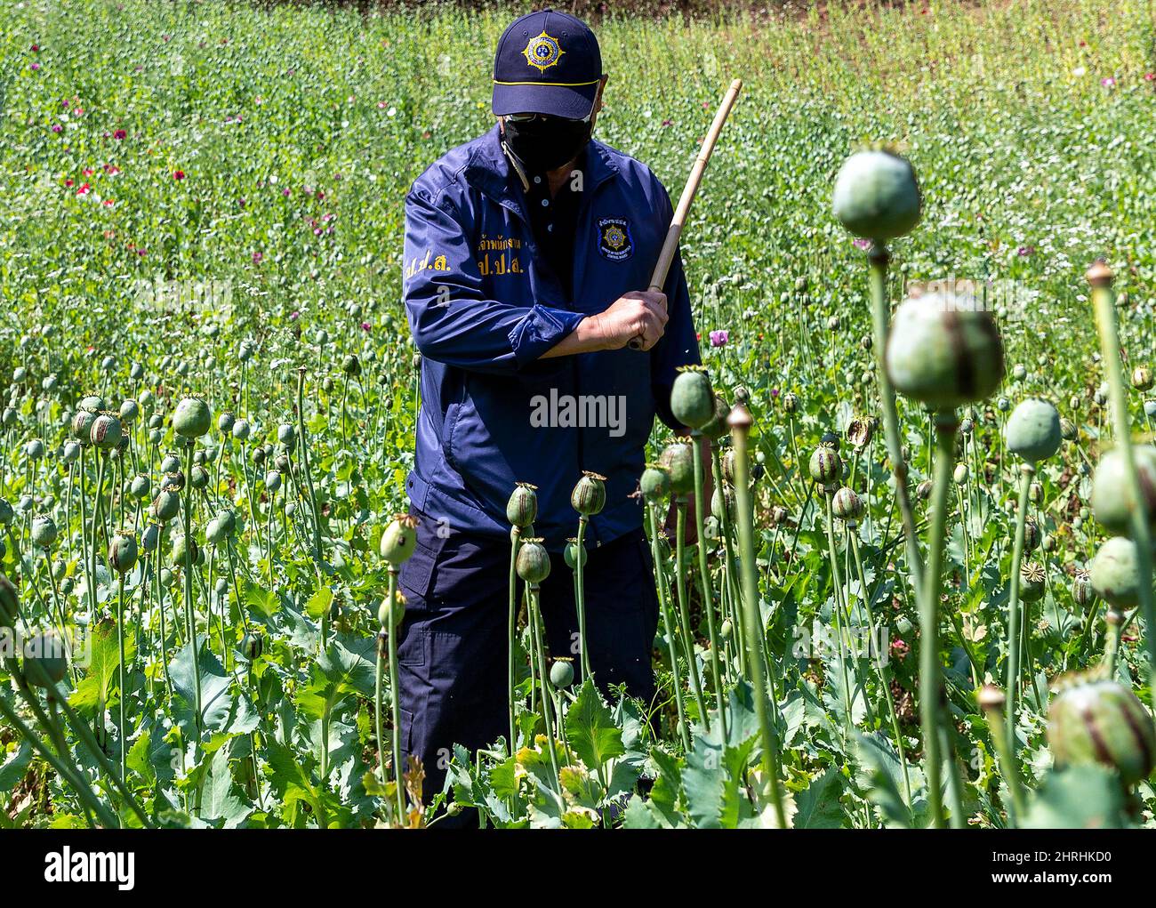 Opium Poppy Field Destruction High Resolution Stock Photography and ...