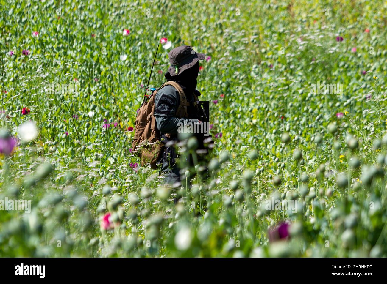 Opium poppy field destruction hi-res stock photography and images - Alamy