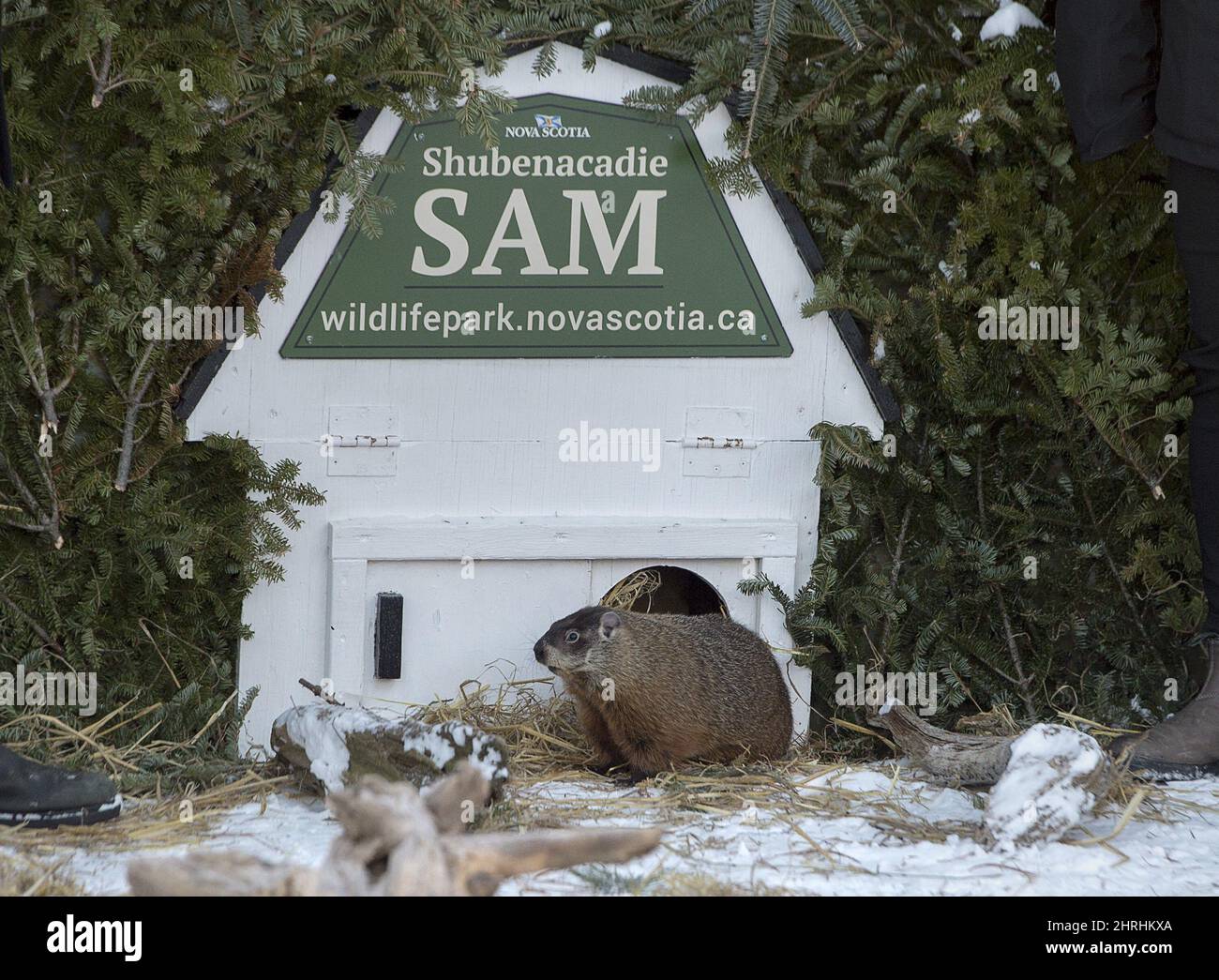 Shubenacadie Sam looks around after emerging from his burrow at the