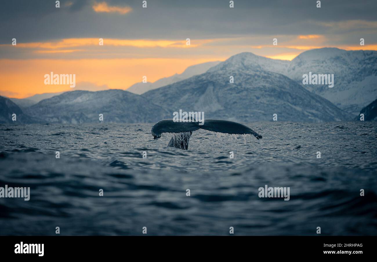 Tail of a whale diving into the water Stock Photo - Alamy