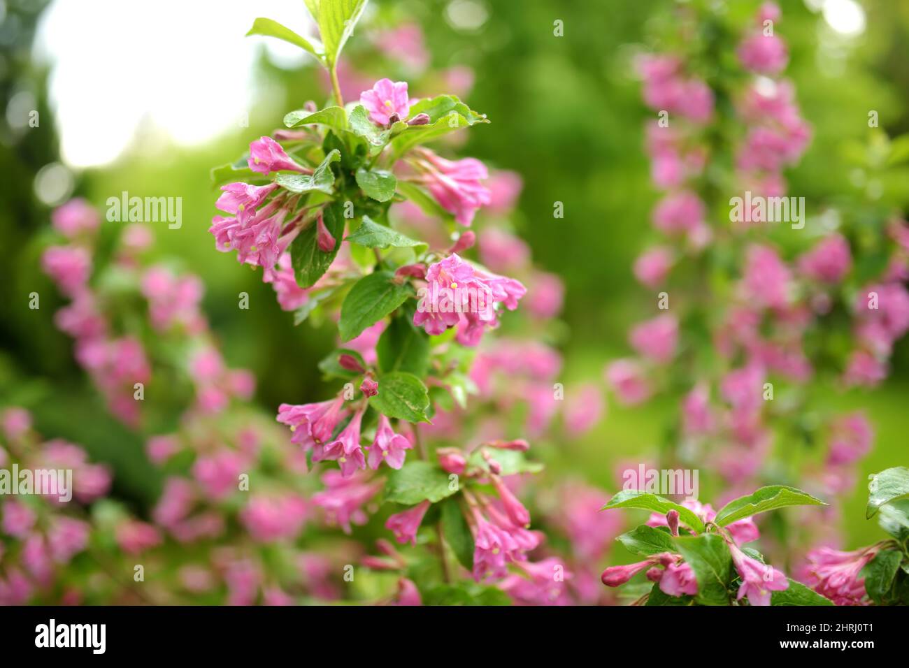 Close-up of weigela's pink flowers. Bright pink flowers of weigela in summer. Flowers and buds on a green background. Stock Photo