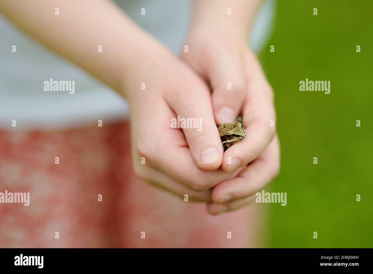 https://c8.alamy.com/comp/2HRJ0WH/child-hands-holding-little-babyfrog-on-beautiful-summer-day-in-forest-2HRJ0WH.jpg