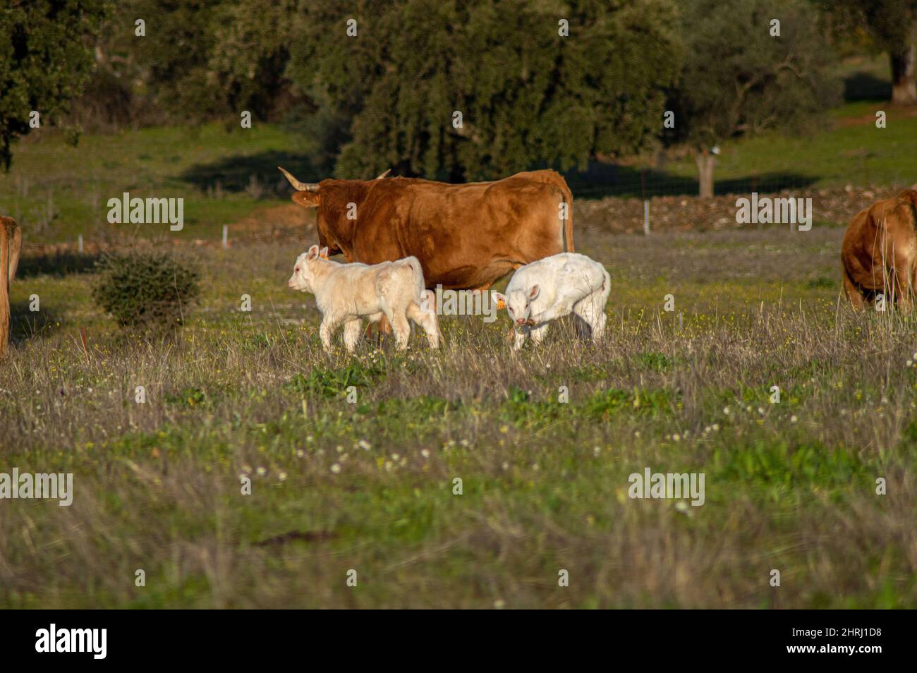 Cows and calves grazing on a pasture on a sunny day Stock Photo - Alamy