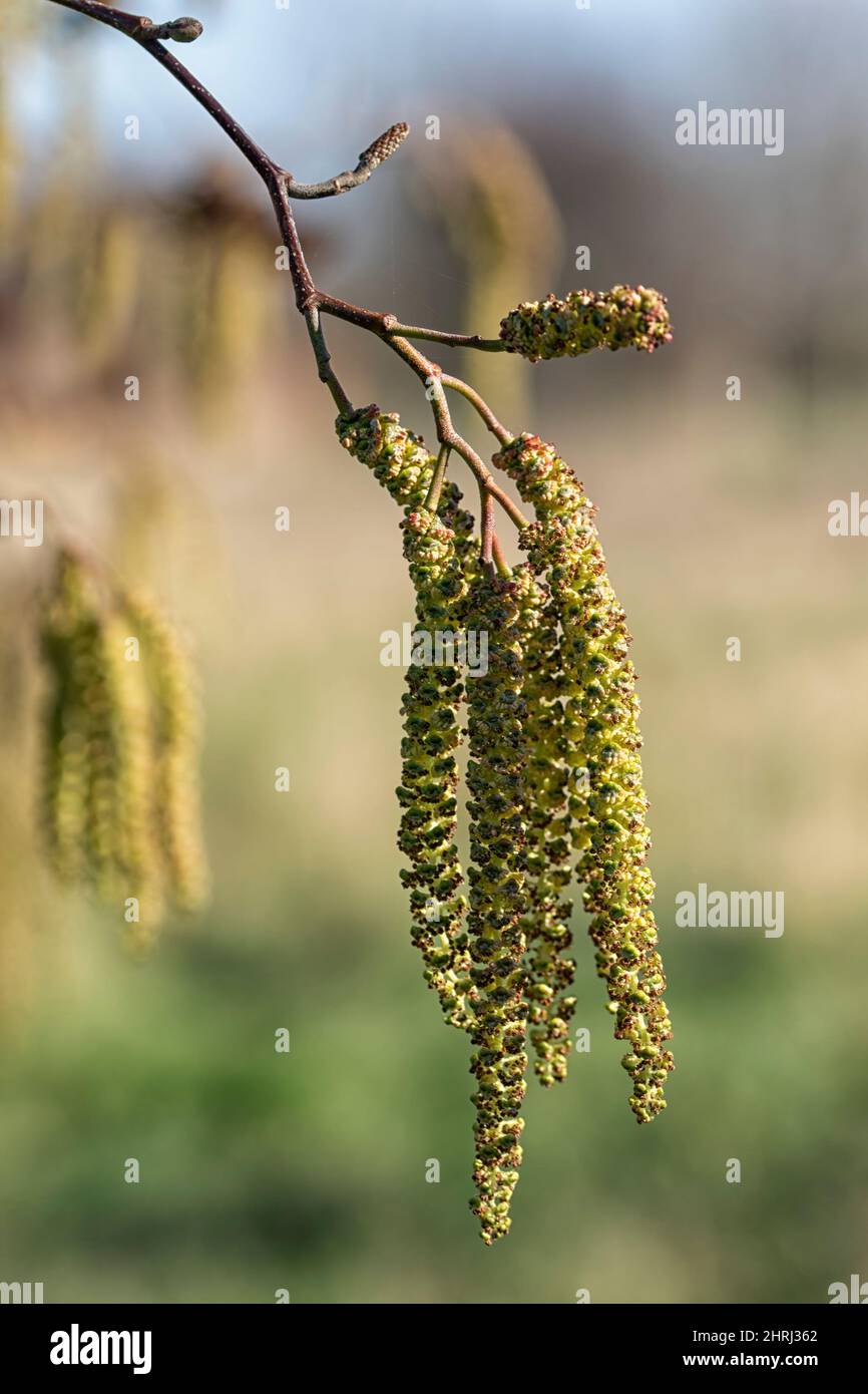 Closeup of male catkins and female cone of Italian Alder (Alnus cordata) in late winter against diffused background Stock Photo