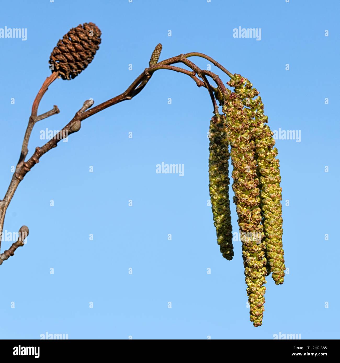 Closeup of male catkins and female cone of Italian Alder (Alnus cordata) in late winter isolated against a blue sky Stock Photo