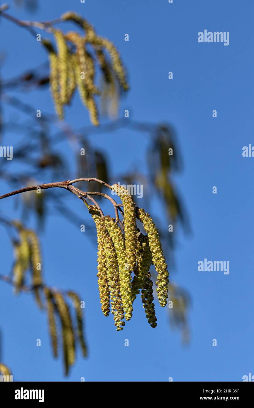 Closeup of male catkins of Italian Alder (Alnus cordata) in late winter isolated against a blue sky Stock Photo