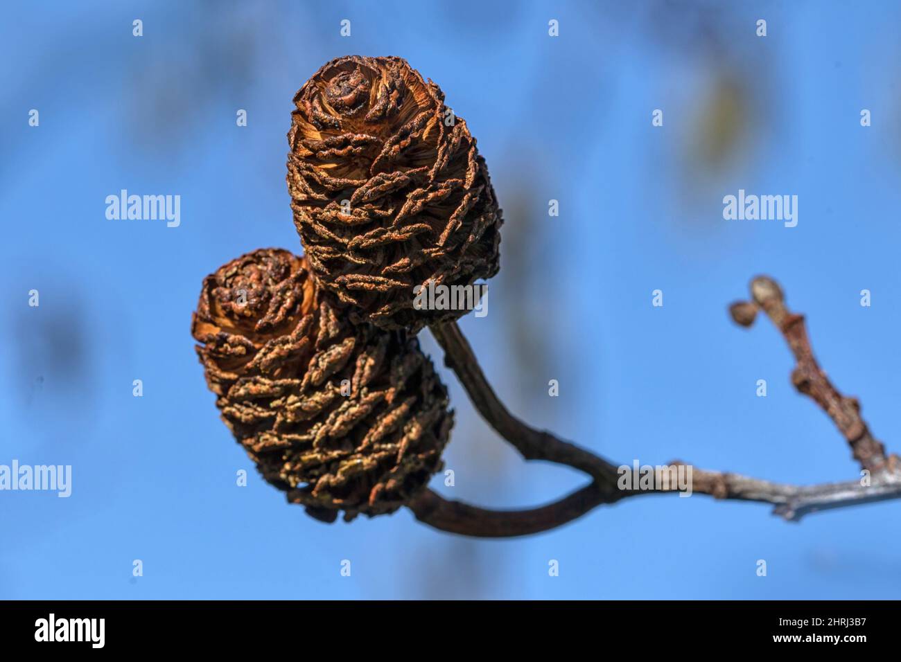 Closeup of female cones of Italian Alder (Alnus cordata) in late winter against a blue sky Stock Photo