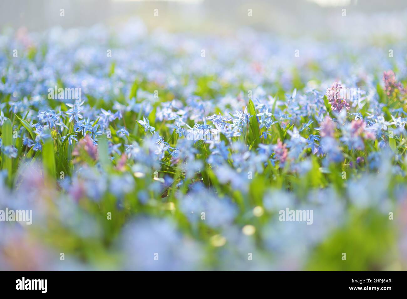 Scilla flowers blooming in the spring garden on the Alpine hill. Beautiful blue spring flowers on a sunny day. Stock Photo