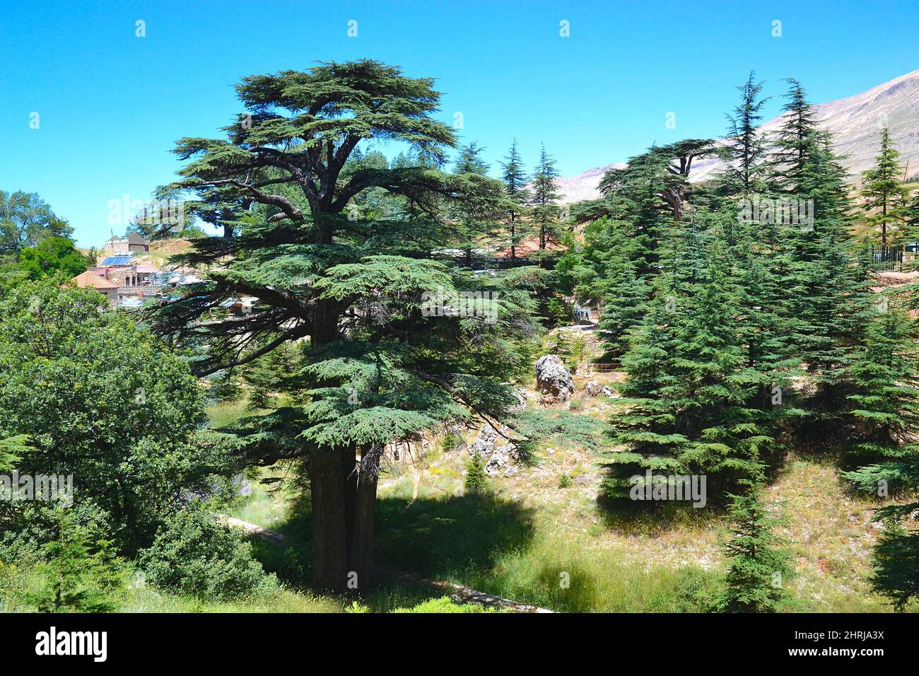 Lebanese cedar. Cedar of God, located in Bsharri, is one of the last remnants of the vast forests of Lebanon cedar that once prospered across Mount Le Stock Photo