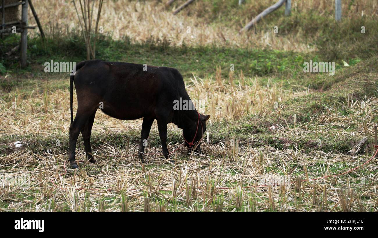 Cow grazing on the pasture Stock Photo - Alamy