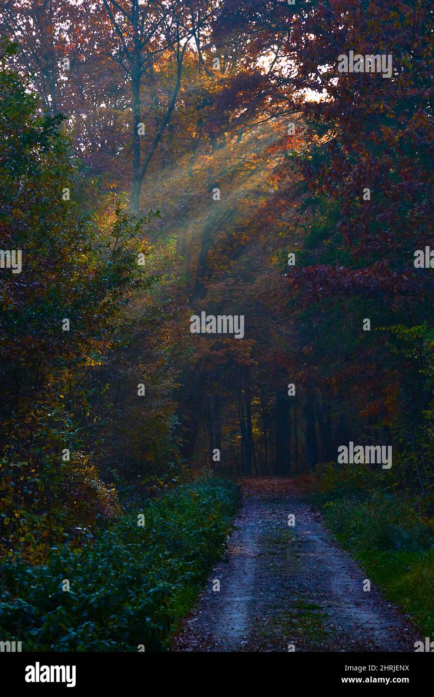 Path in an autumn forest Stock Photo - Alamy