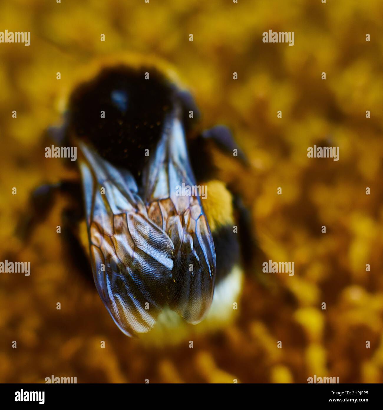 Selective focus of bee wings Stock Photo - Alamy