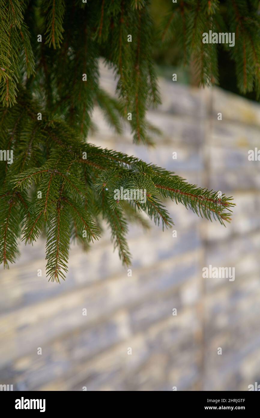 Branch fence hi-res stock photography and images - Alamy