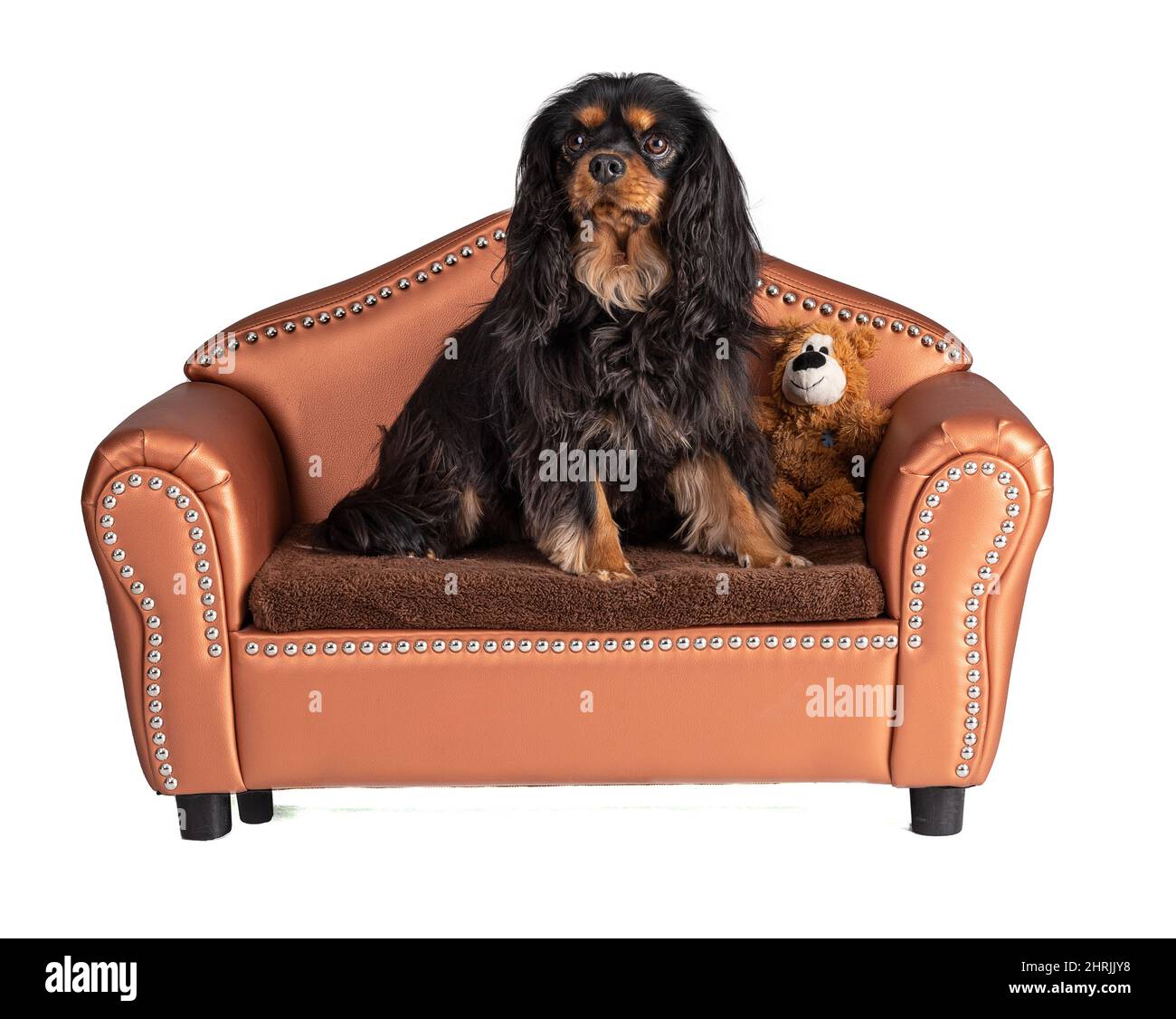 Cavalier king charles spaniel dog sitting on a small sofa on white ...