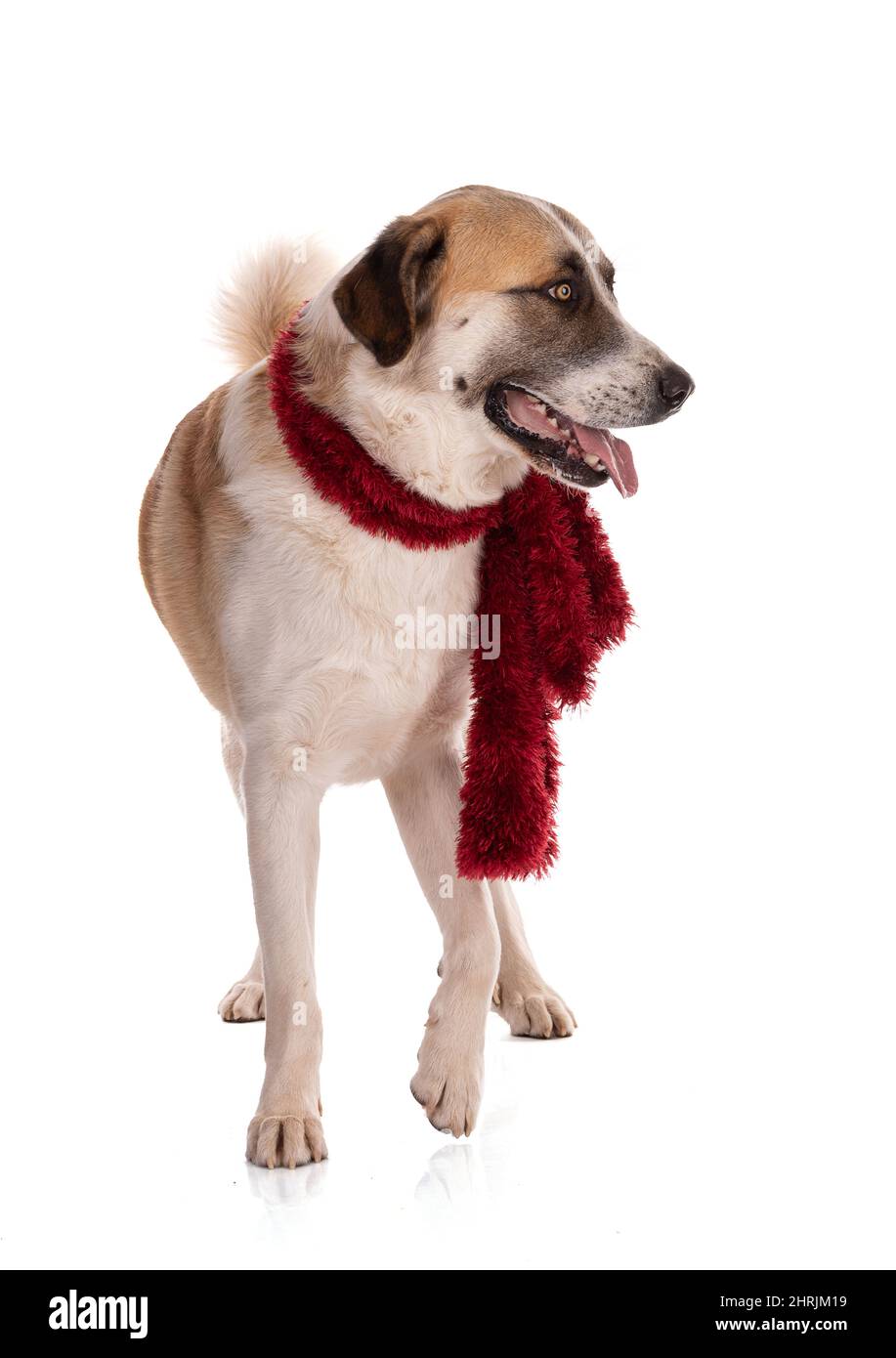 Great Pyrenees or Pyrenean mountain dog with a red scarf on white ...