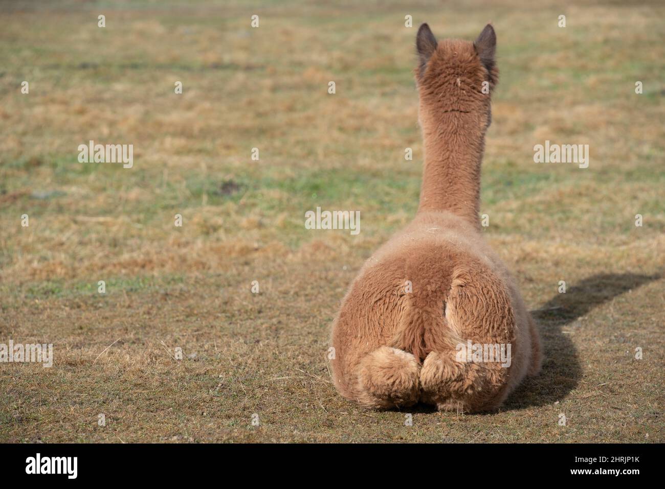 A brown alpaca sits in a meadow and is photographed from behind as it ...