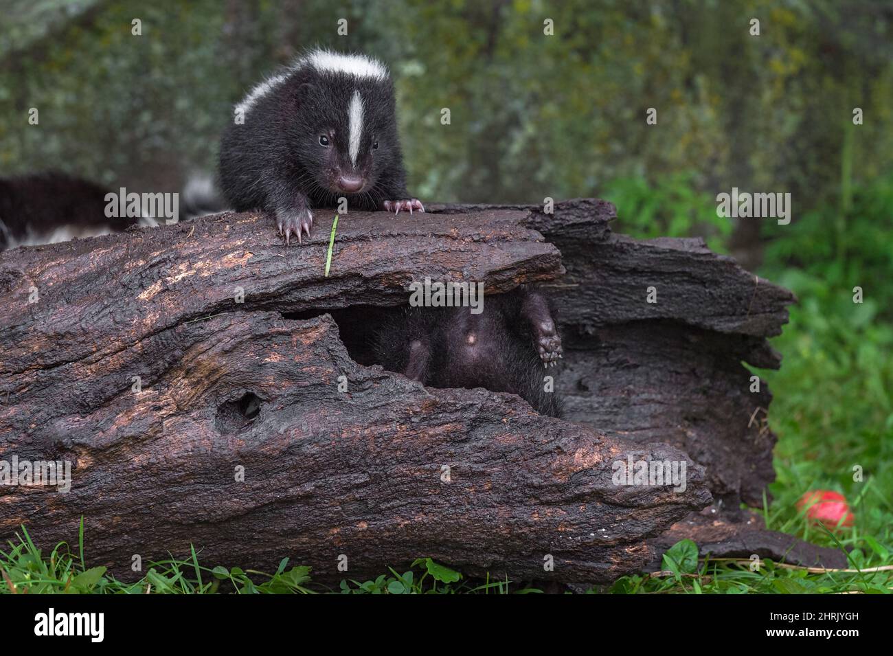 Skunks Rear Striped Skunk (Mephitis mephitis) Kit on Log Second Shows Rear Inside ...