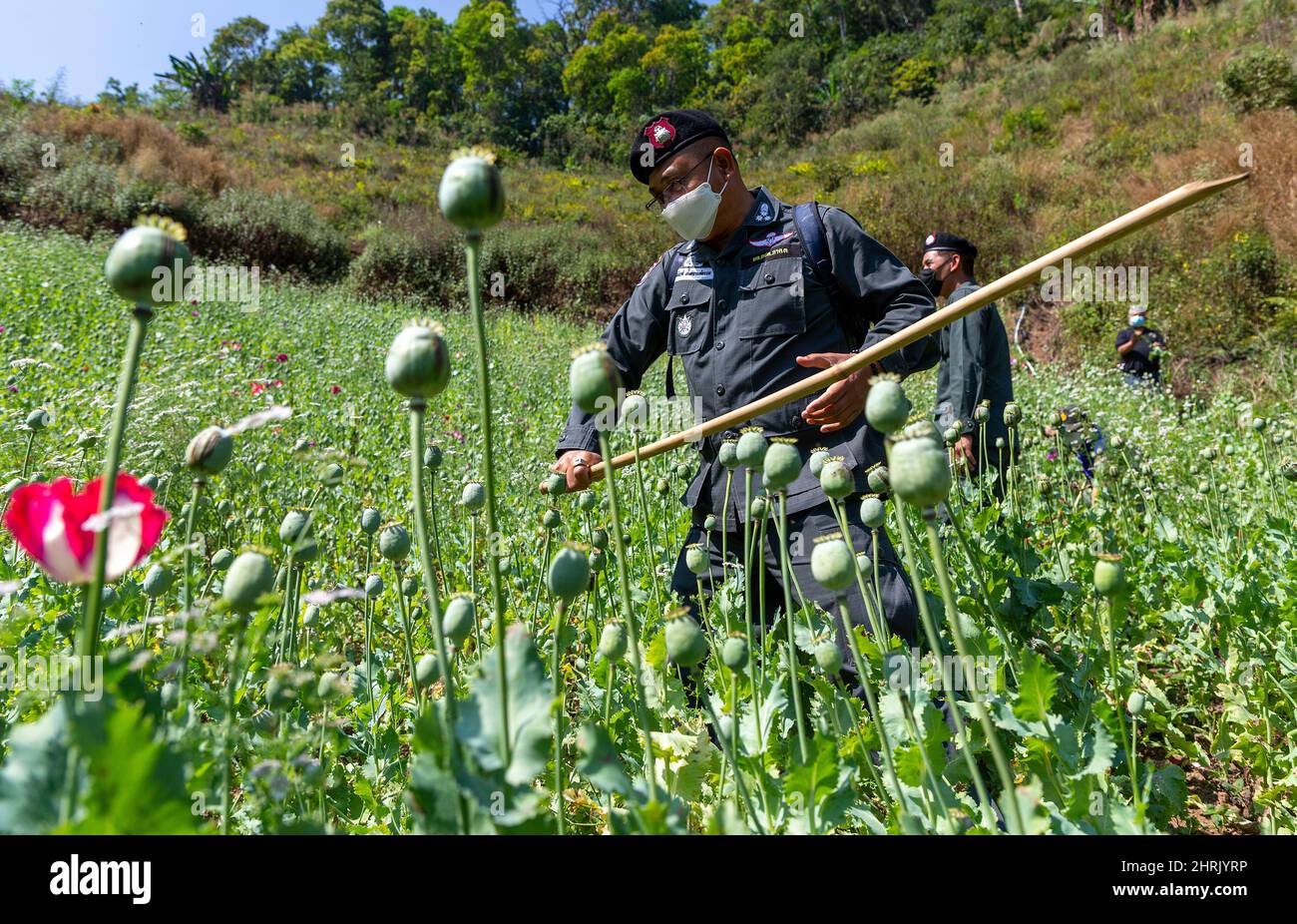 Opium poppy field destruction hi-res stock photography and images - Alamy