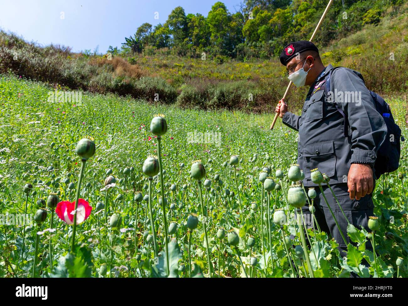 Opium poppy field destruction hi-res stock photography and images - Alamy