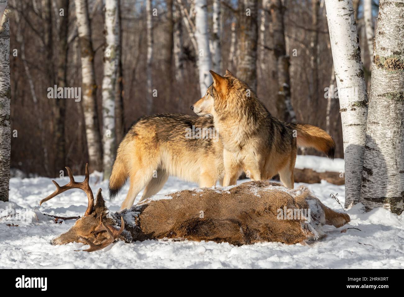 Two Grey Wolves (Canis lupus) Stands Over Body of White-Tail Deer Buck Winter - captive animals Stock Photo