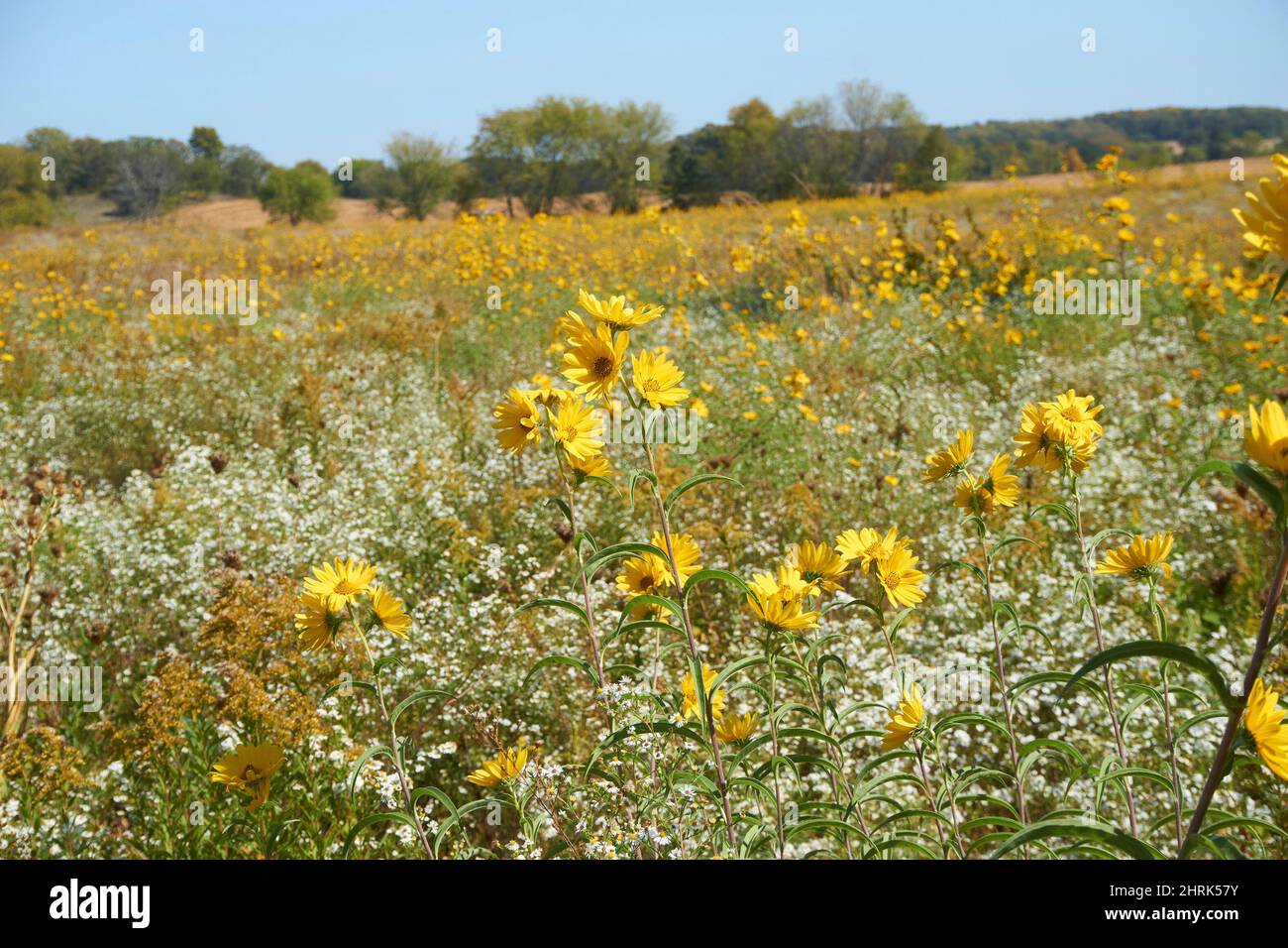 Wildflowers in the Kettle Moraine area of the state of Wisconsin Stock