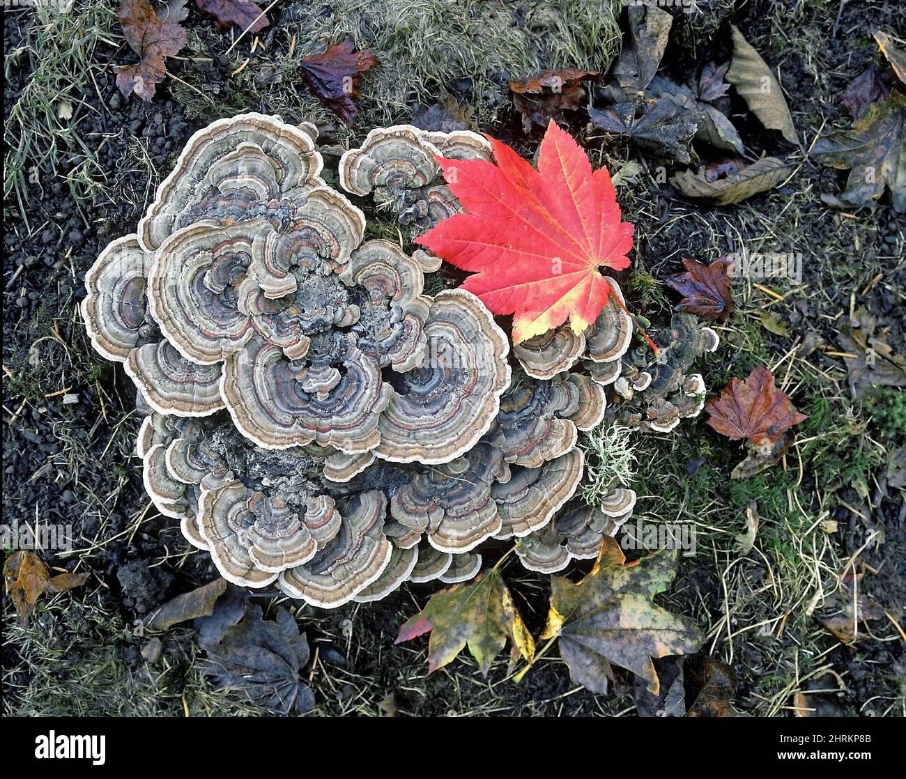 Turkey Tail Fungus Closeup Species Trametes versicolor Stock Photo