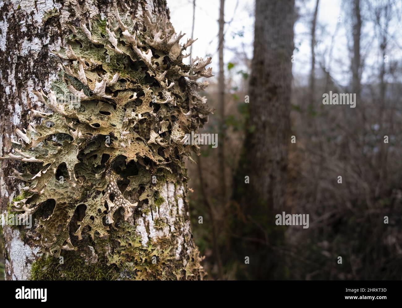 Closeup shot of Oak Lungwort lichen Stock Photo
