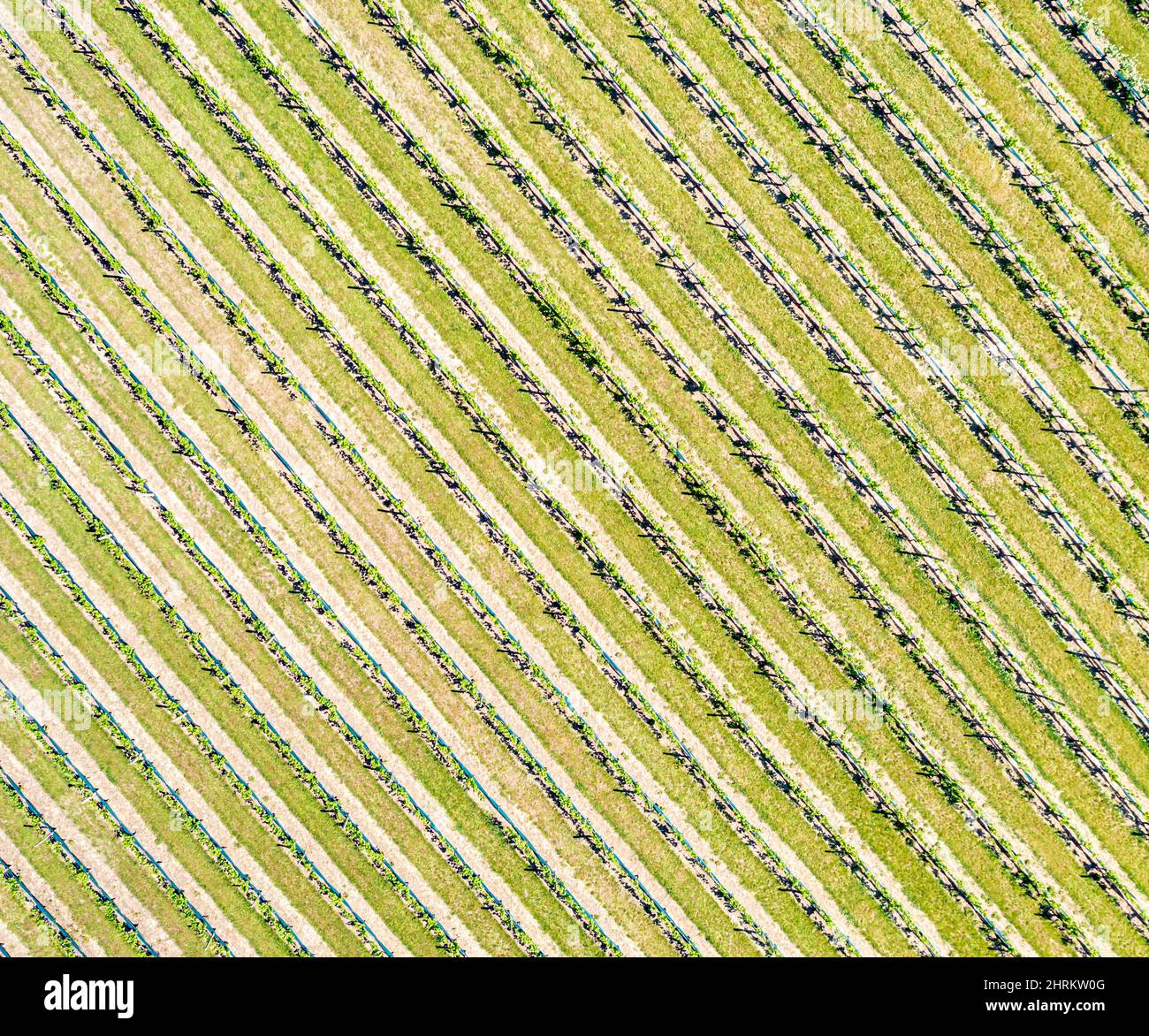 Aerial view the vineyard at Duck Walk Vineyards in Water Mill, NY Stock Photo