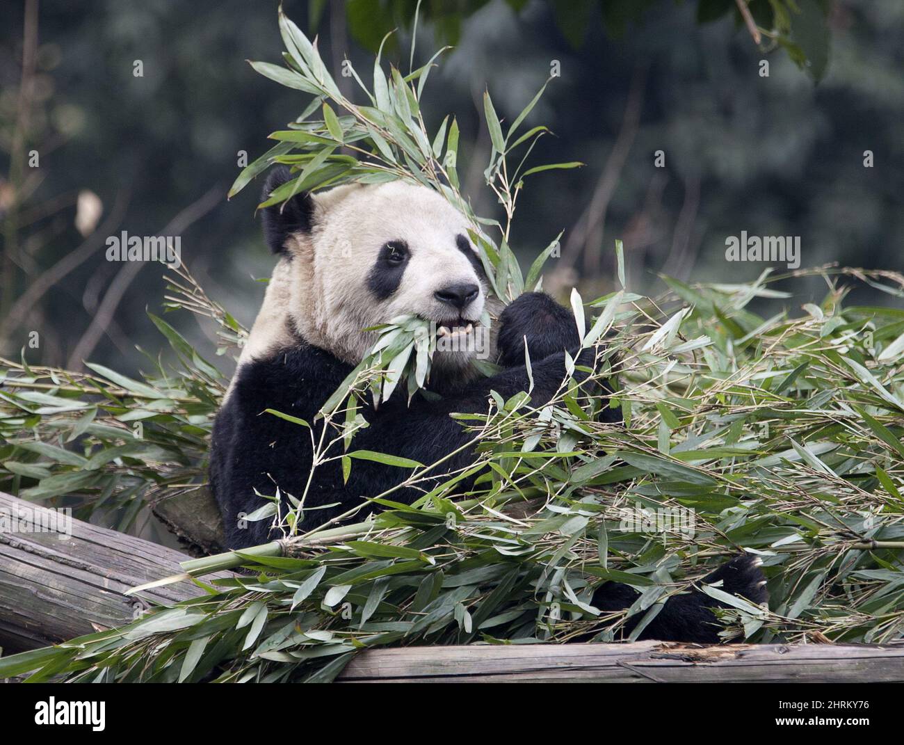 Panda Er Shun eats bamboo at the Panda House at the Chongqing Zoo in Chongqing, China on February 11, 2012. The Calgary Zoo???s bamboo crisis has been solved! The four pandas at the zoo - which staff admit are 'picky eaters' - munch on about 1,200 kilograms of bamboo a week and the zoo was left scrambling when Hainan airlines announced its flights from China to Calgary were being cut back at the end of October. THE CANADIAN PRESS/Adrian Wyld Stock Photo