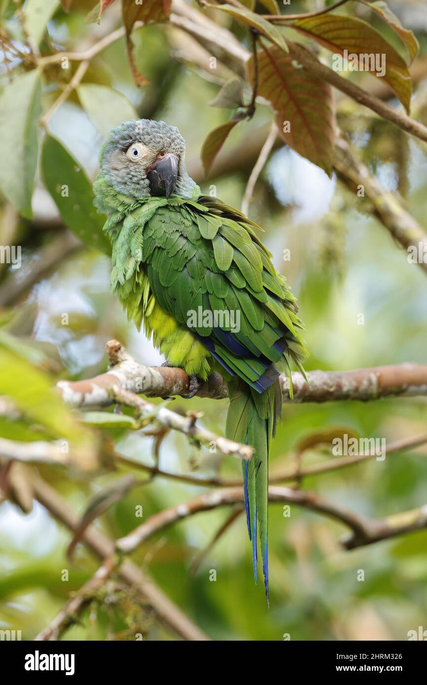 Dusky-headed Parakeet Stock Photo
