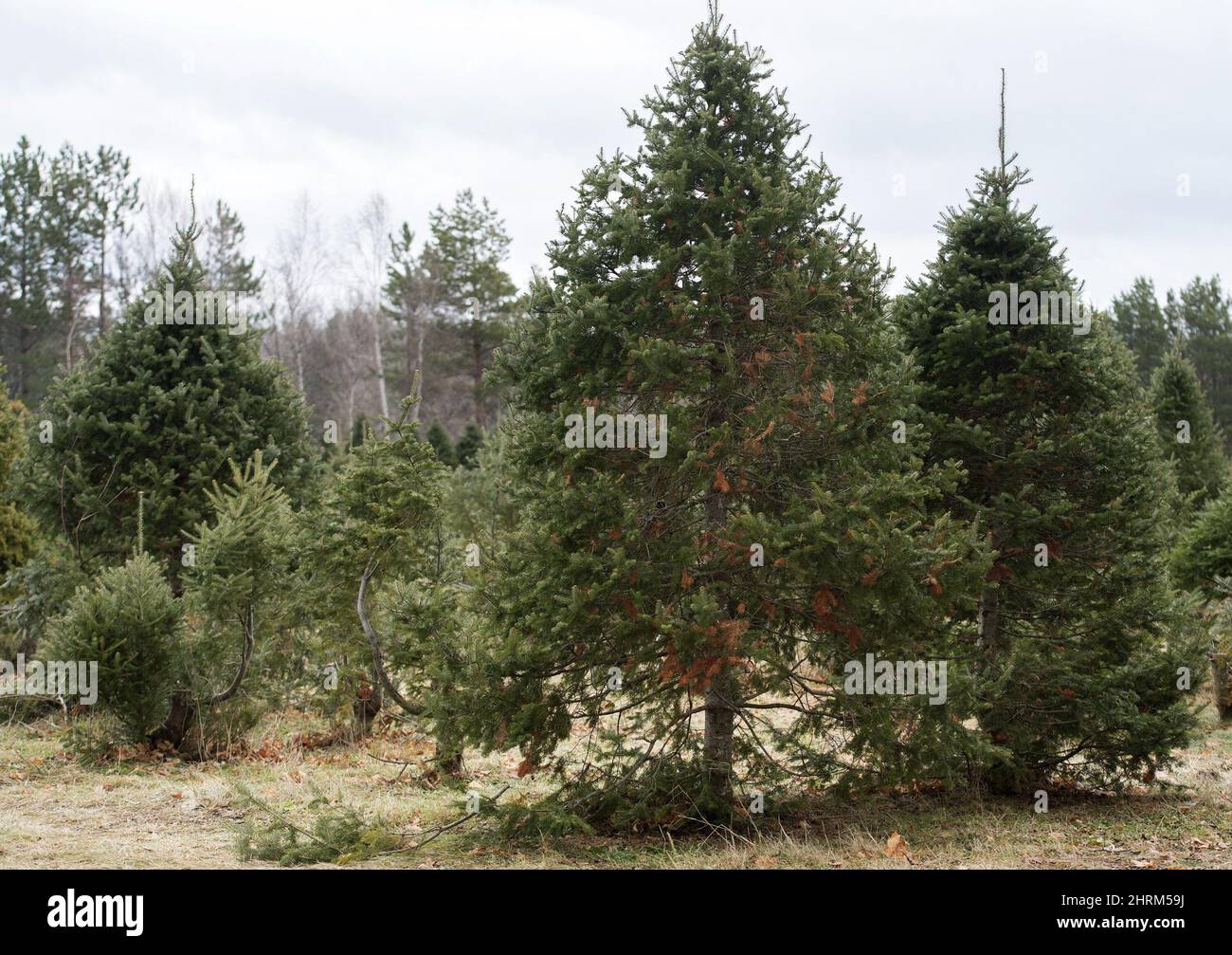 Christmas Trees are shown on Quinn Farm in NotreDamedeL'llePerrot