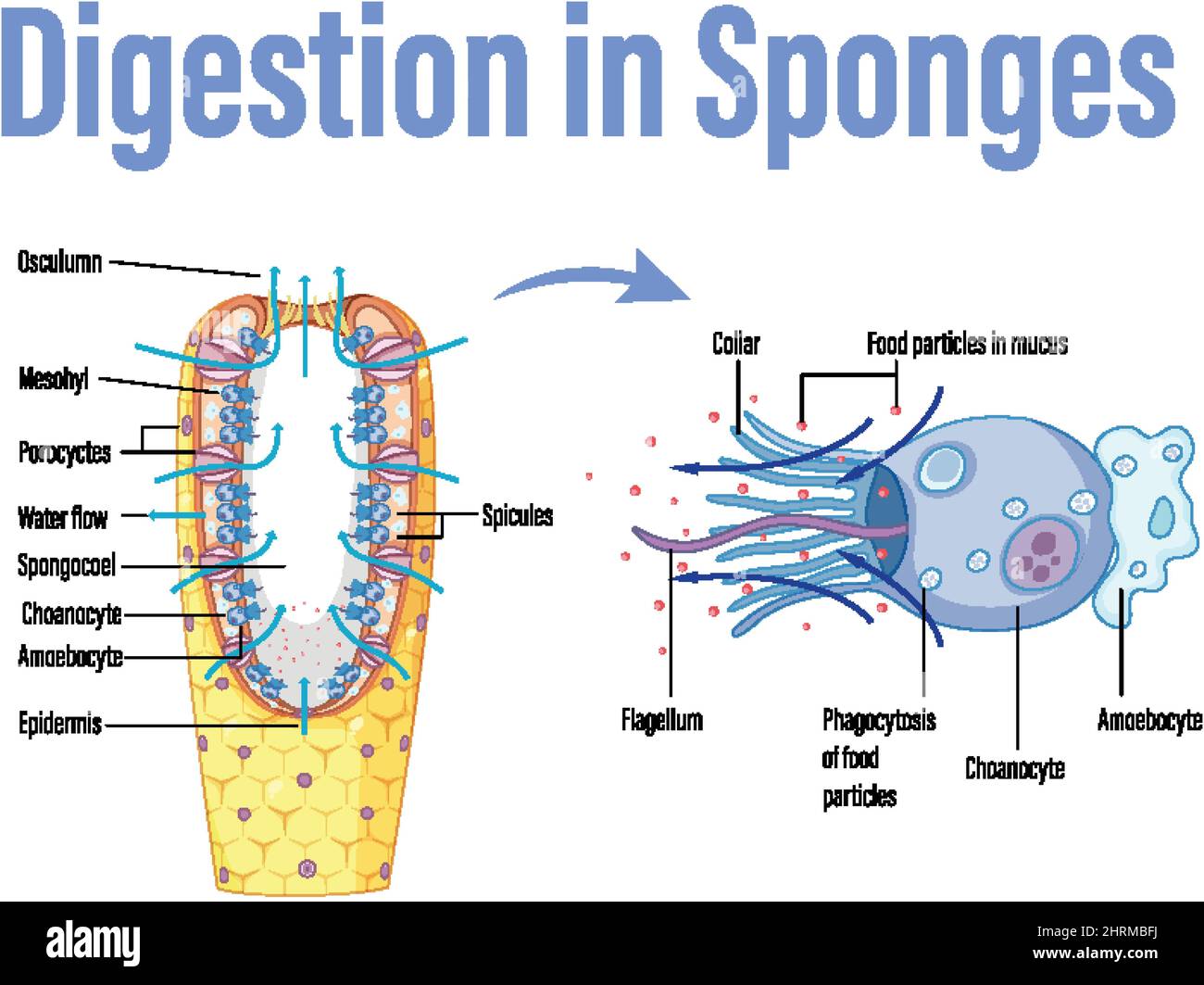Diagram showing digestion in sponges illustration Stock Vector Image