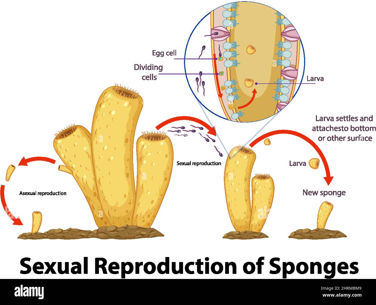 Diagram showing reproduction in sponges illustration Stock Vector Image