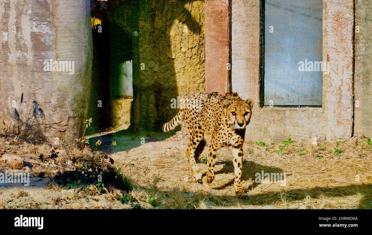 Closeup shot of a cheetah (Acinonyx jubatus Stock Photo - Alamy