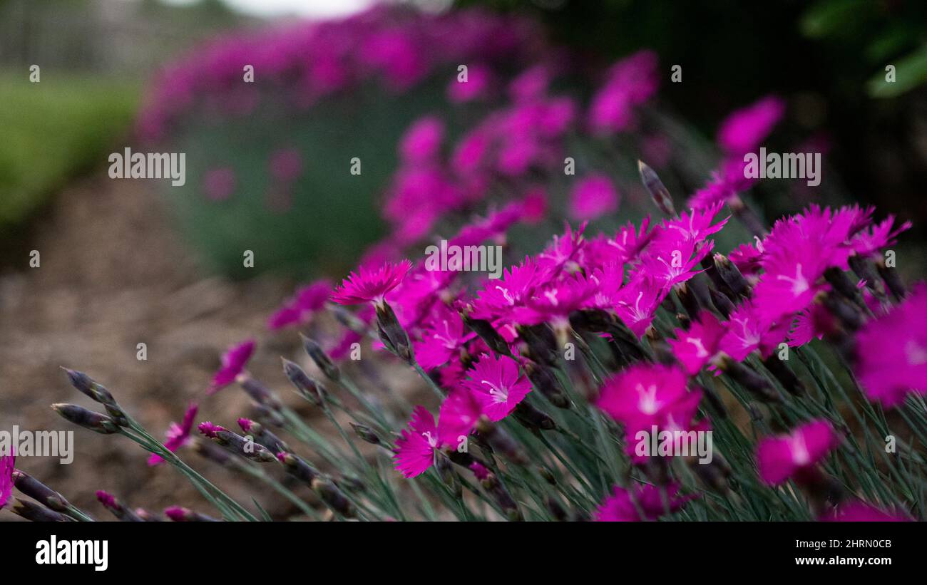 Closeup shot of dianthuses blossoming in the garden Stock Photo