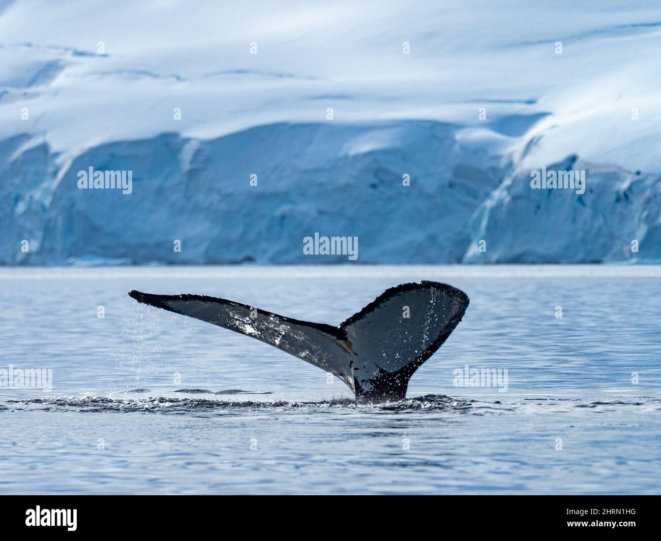 A Humpback whale, Megaptera novaeangliae in a sheltered bay with glaciers along the peninsula of Antarctica Stock Photo