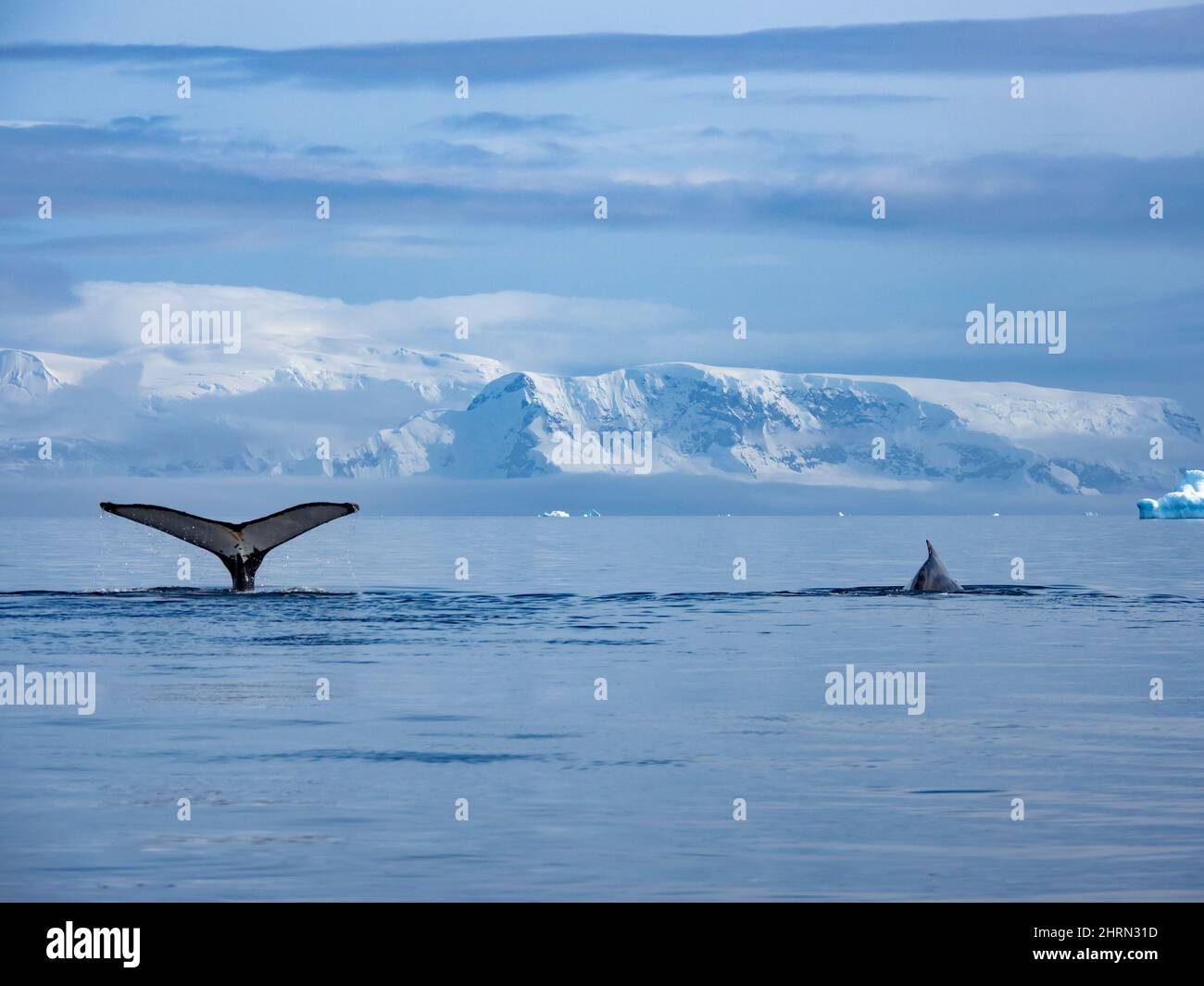 A Humpback whale, Megaptera novaeangliae in a sheltered bay with glaciers along the peninsula of Antarctica Stock Photo