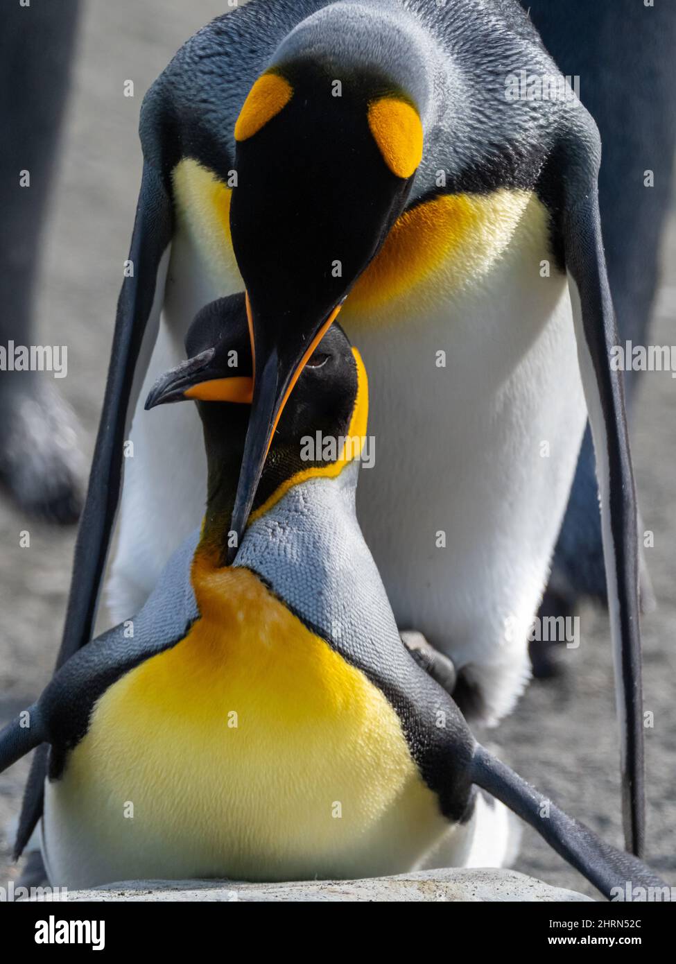 King Penguin, Aptenodytes patagonicus, at a large colony at Gold Harbor South Georgia Island Stock Photo
