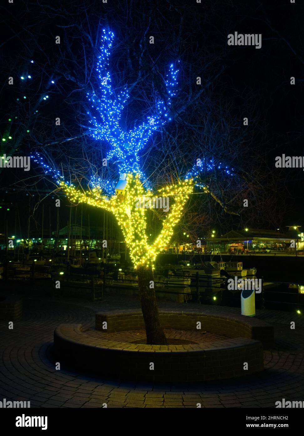 A tree in Plymouth, UK, is illuminated in the colours of the Ukrainian national flag in support of the people of Ukraine during the Russian invasion. Stock Photo